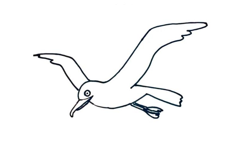 800x480 How To Draw A Seagull