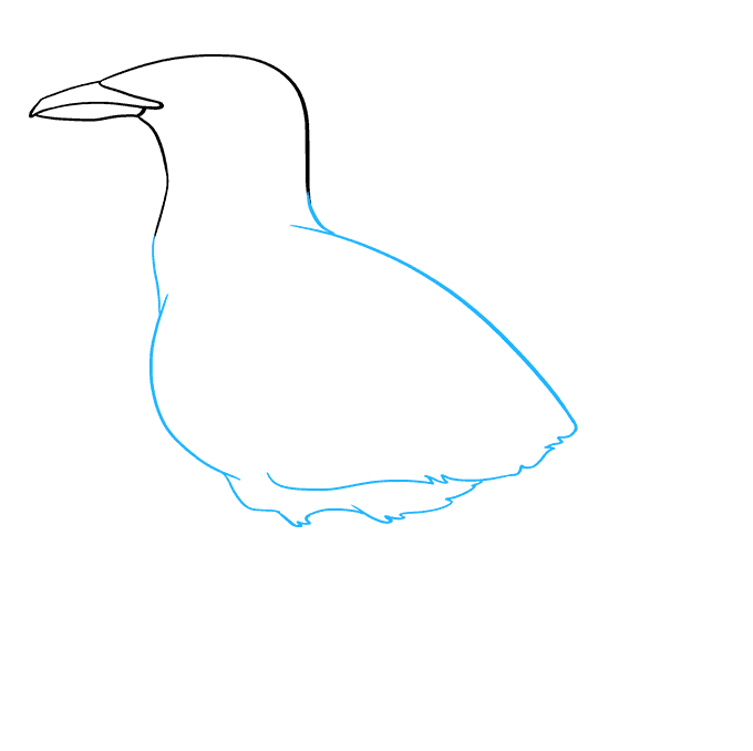 680x678 How To Draw A Seagull