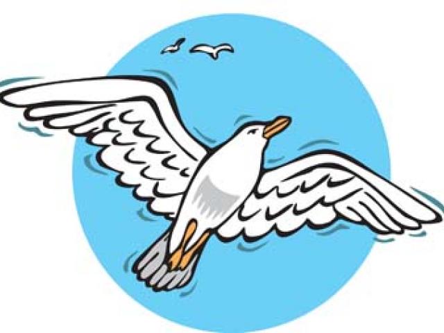 640x480 Seagull Clipart Line Drawing