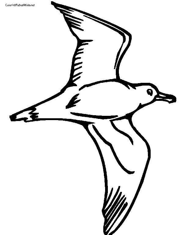 612x769 Seagull Drawing Outline