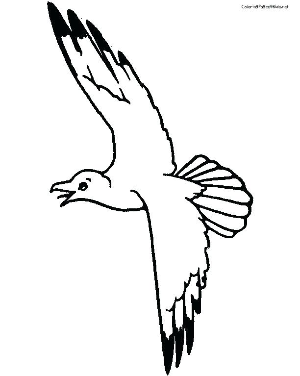 612x767 Vector Stock Traveled Seagull Coloring