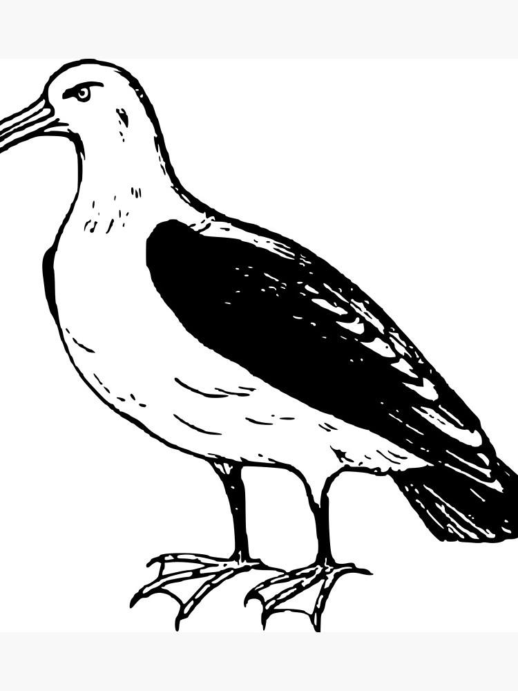 750x1000 A Beautiful Seagull Drawing Photographic Print
