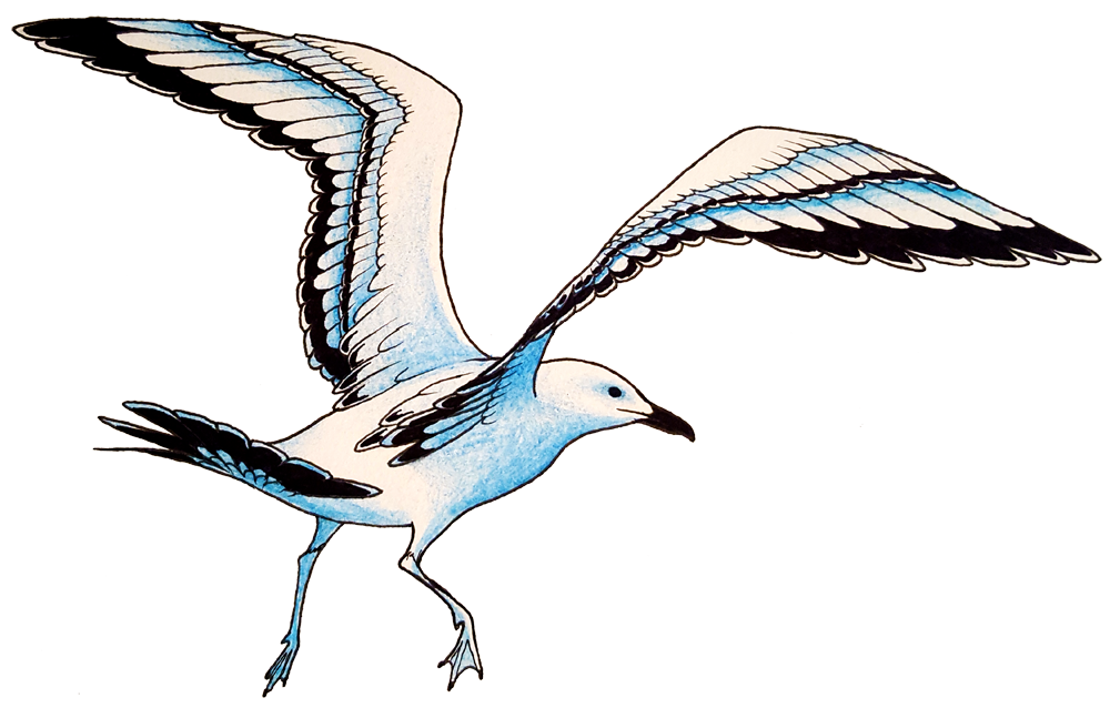1000x638 Collection Of Free Seagull Drawing Pen Download On Ui Ex