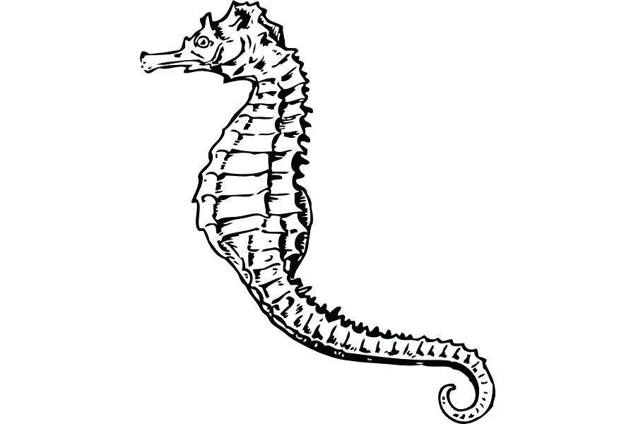 900x600 Seahorse Drawing Seahorse Drawing Realistic Zupa