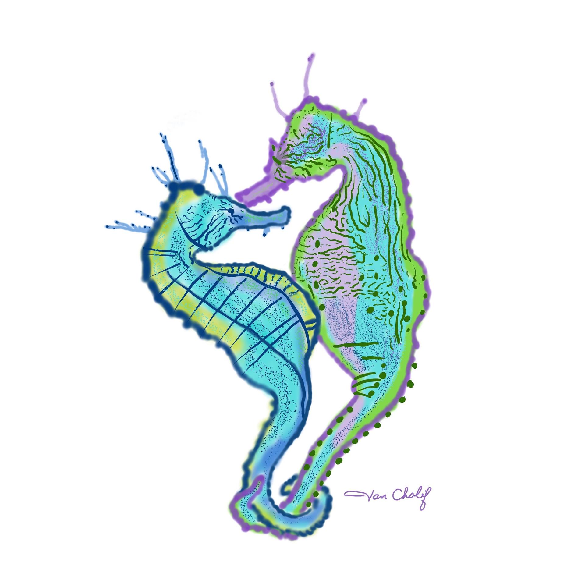 1920x1920 Seahorse Pair Drawing