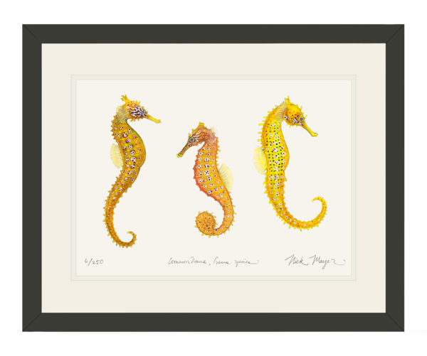 600x501 Drawing Seahorse Pacific Transparent Png Clipart Free Download