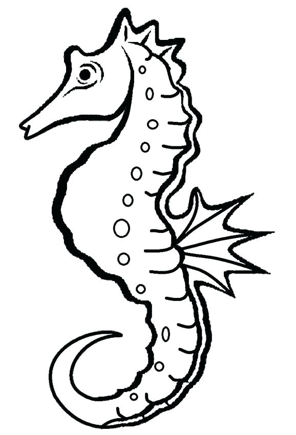 578x850 Seahorse Drawing Free Download