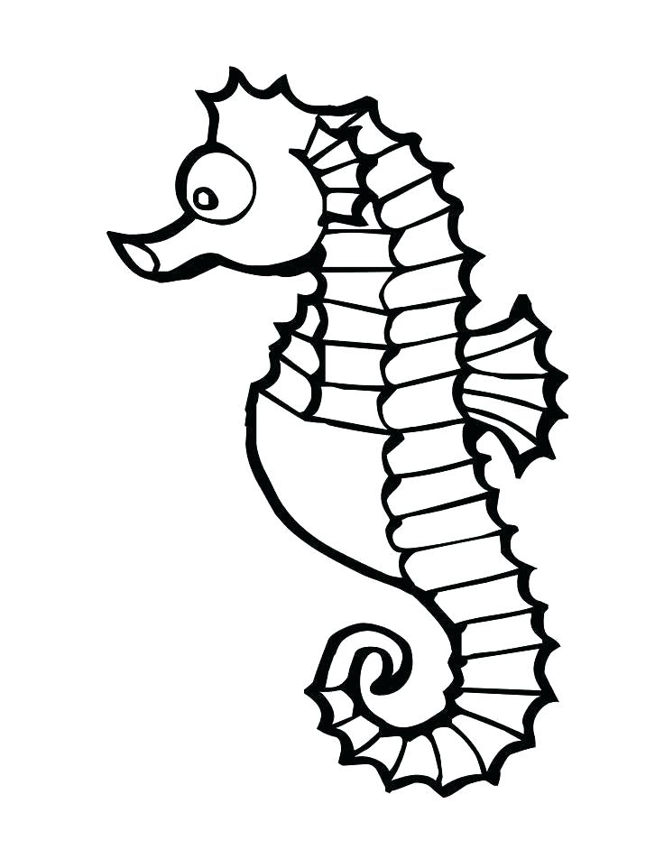 736x952 How To Draw A Simple Seahorse Zupa