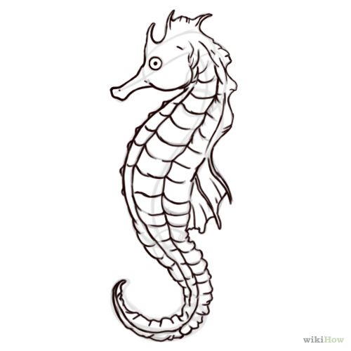 500x500 Easy Seahorse Drawing