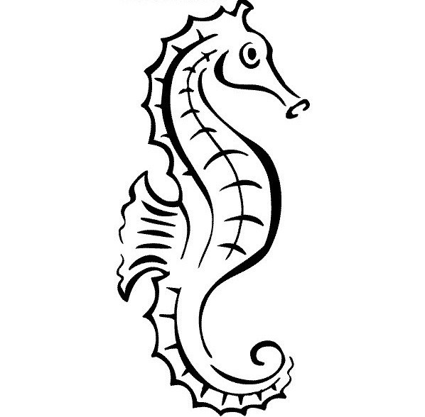 598x588 Seahorse Drawing Outline