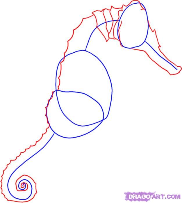 626x698 Draw A Seahorse, Step