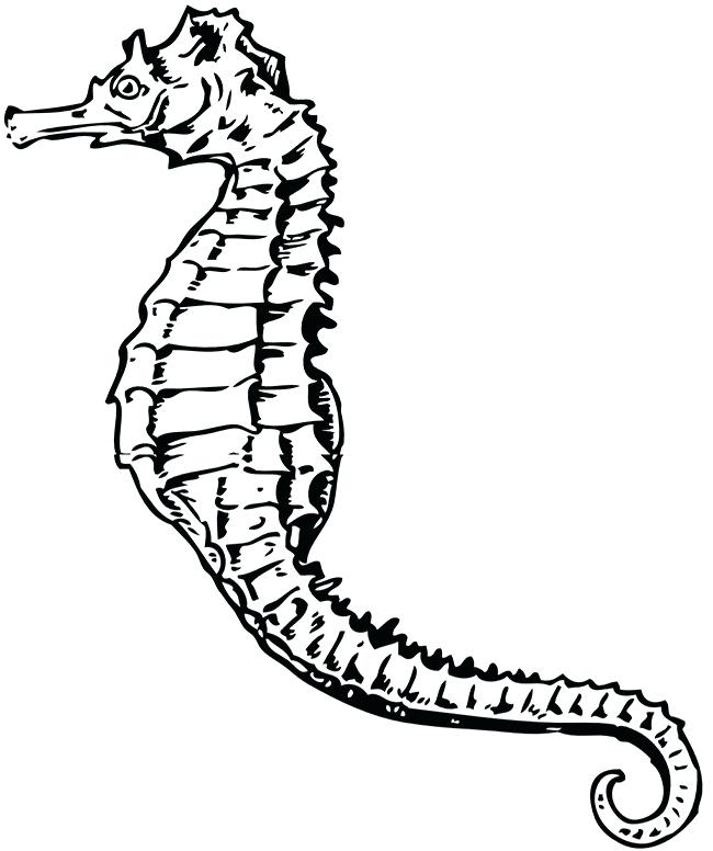 650x776 sea horse outline for seahorse outline for seahorse seahorse