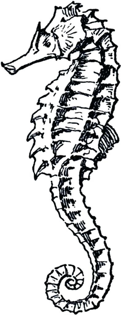 394x1024 Sea Horse Outline Seahorse Drawing At Free For Personal Use