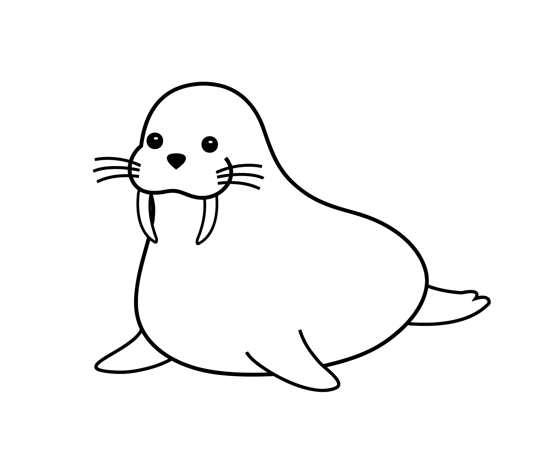 Seal Animal Drawing