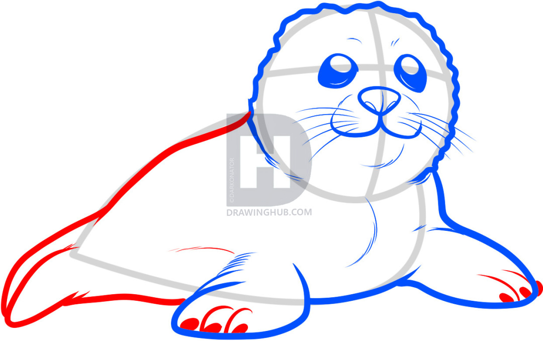 1080x678 how to draw a seal pup, seal pup, step