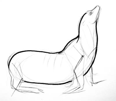 400x349 How To Draw A Sea Lion