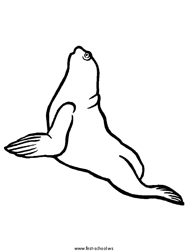 Seal Animal Drawing | Free download on ClipArtMag