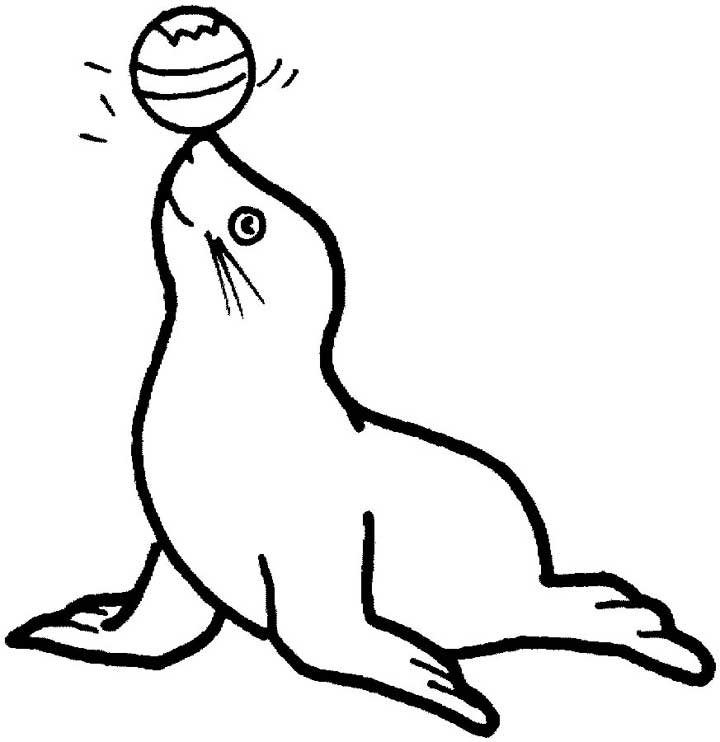 720x742 Seal Art Drawing Drawing Skill