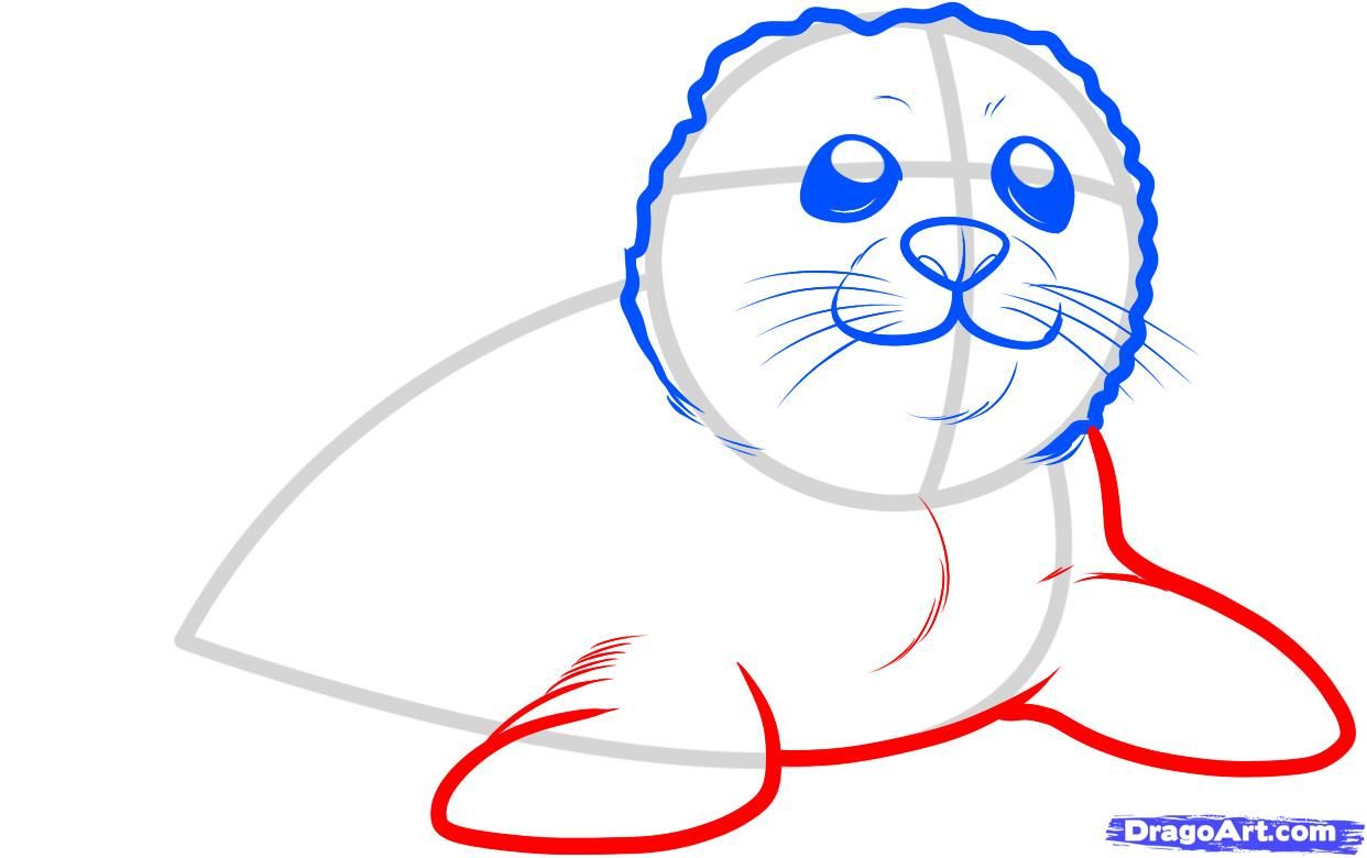1242x780 how to draw a seal pup, seal pup, step