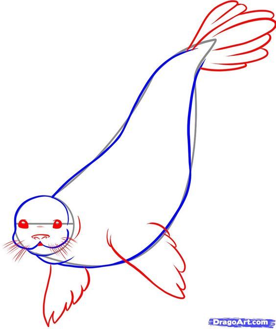564x672 How To Draw A Seal Step Love These Creative Ideas Draw