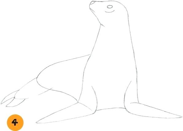 596x427 Sea Lion Drawing