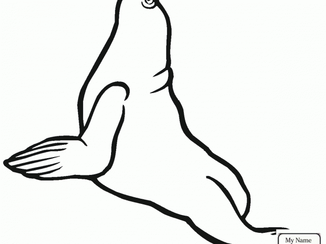 640x480 Drawn Seal Seal Line