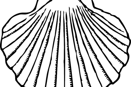 450x300 Drawing Seashells Mussel Outline Frames Illustrations Hd