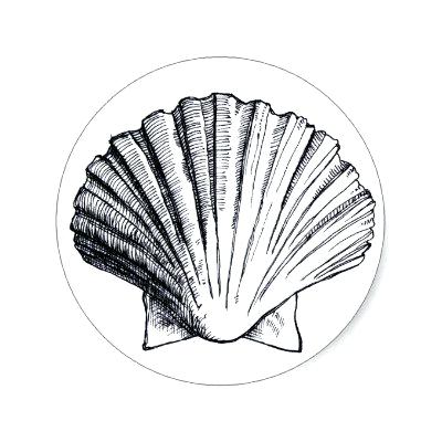 400x400 Seashell Drawing