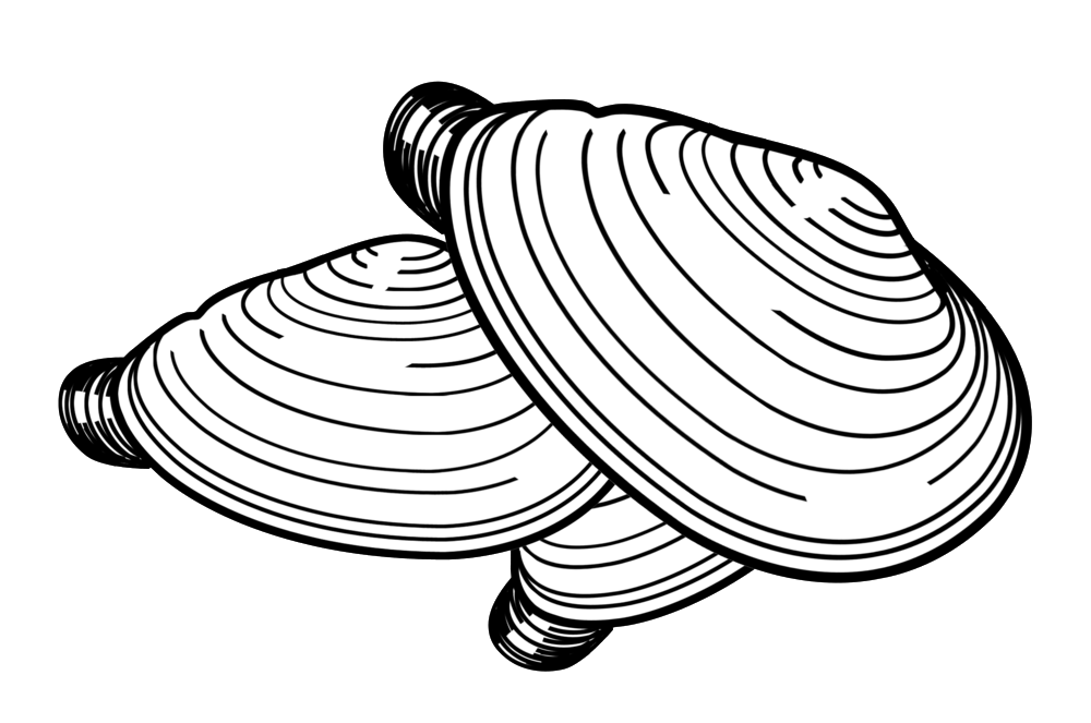 1000x663 Structure Drawing Seashell Huge Freebie! Download