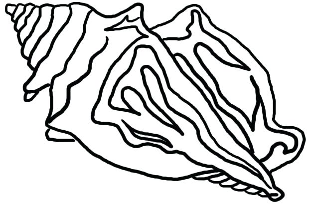 624x411 How To Draw A Conch Shell