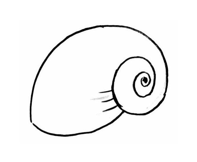 645x531 Shell Drawing