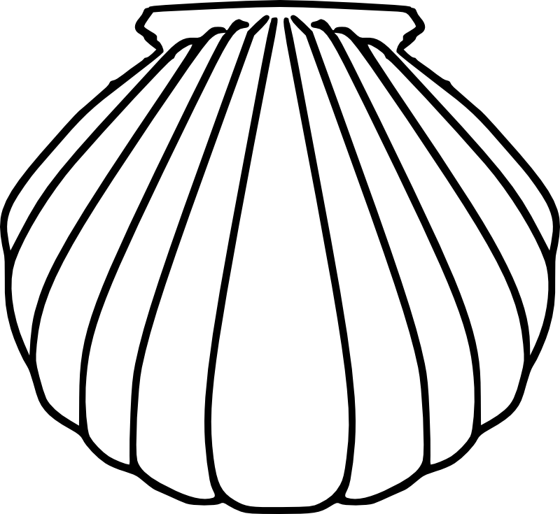 Seashell Line Drawing