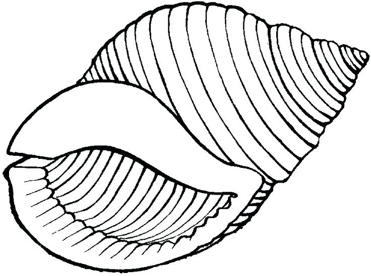 Seashell Line Drawing | Free download on ClipArtMag