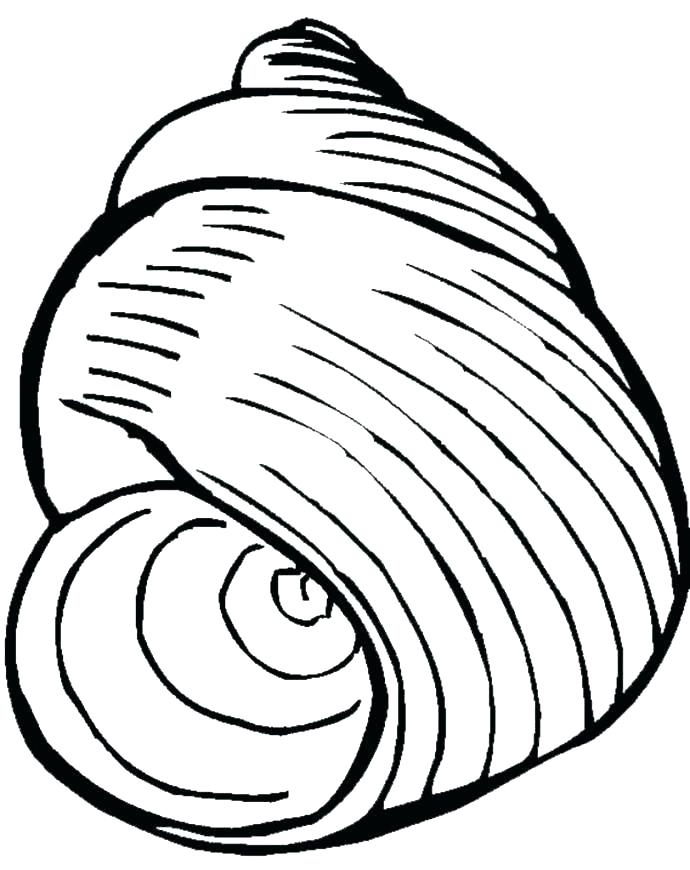 690x870 Sea Shell Coloring Sheet Large Seashell Pages