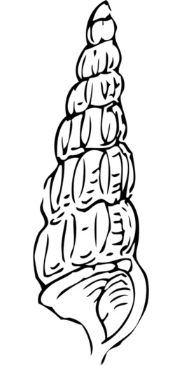 260x520 Seashell, Drawing, Line, Transparent Png Image Clipart Free Download