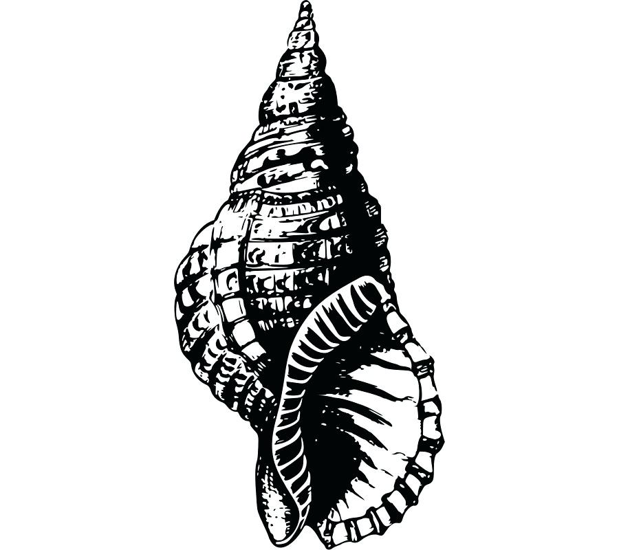 900x800 seashell drawing sea shell images seashell drawing seashell