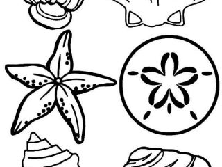 320x240 Seashell Cutouts Printable Shells Drawing