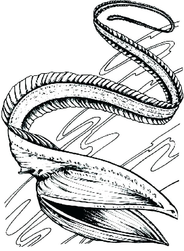 600x820 Shells Coloring