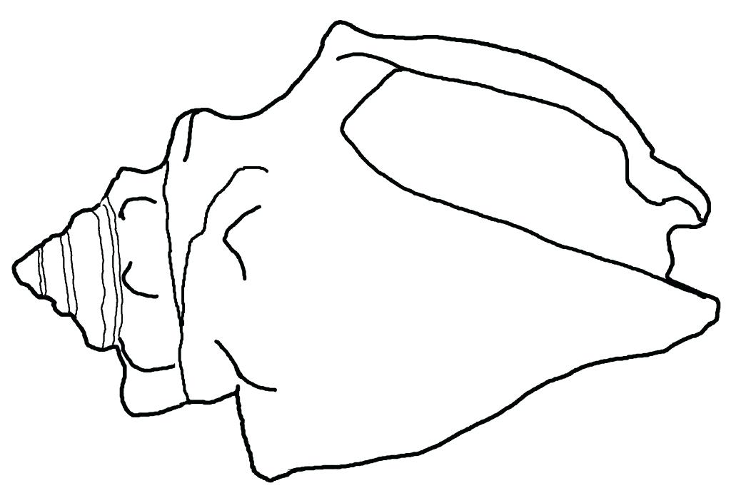 1024x705 How To Draw A Conch Shell