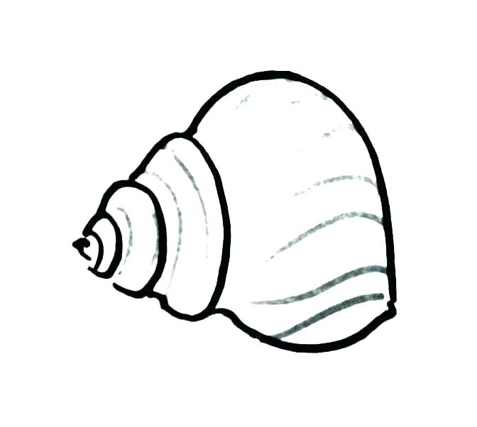 Seashell Line Drawing | Free download on ClipArtMag