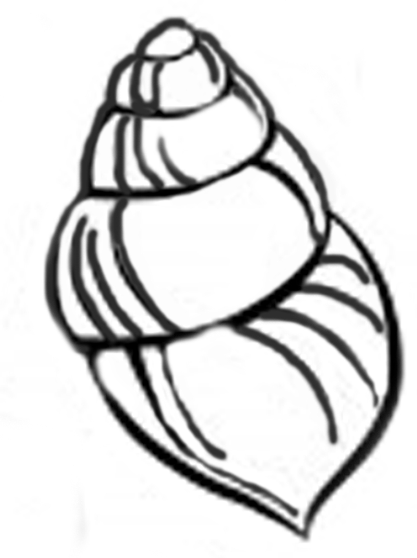 1440x1927 Seashell Drawing Easy For Free Download