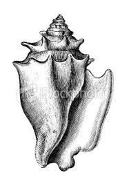 187x269 Conch Shell Drawing Group With Items