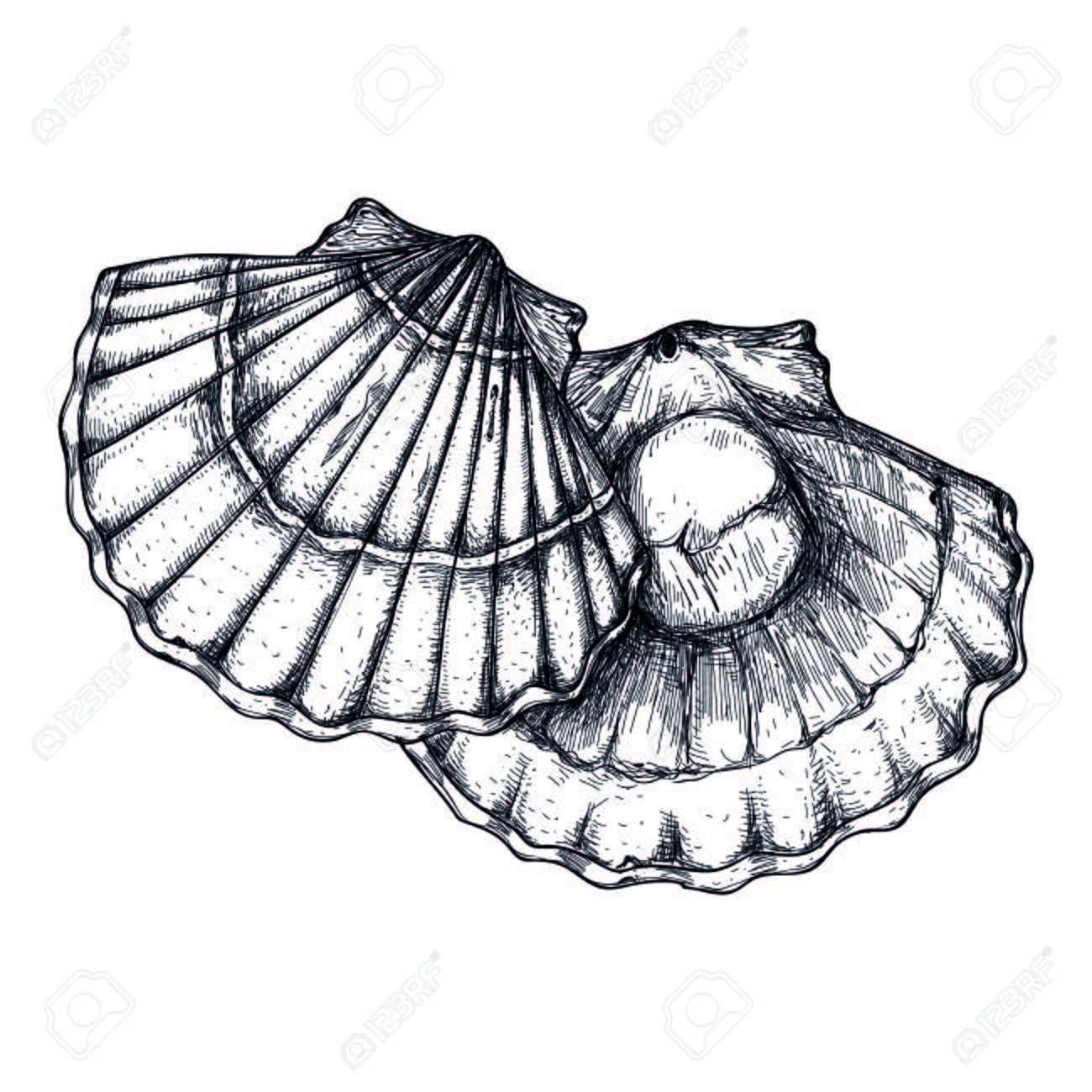 1300x1300 Huge Collection Of 'scallop Drawing' Download More Than Images
