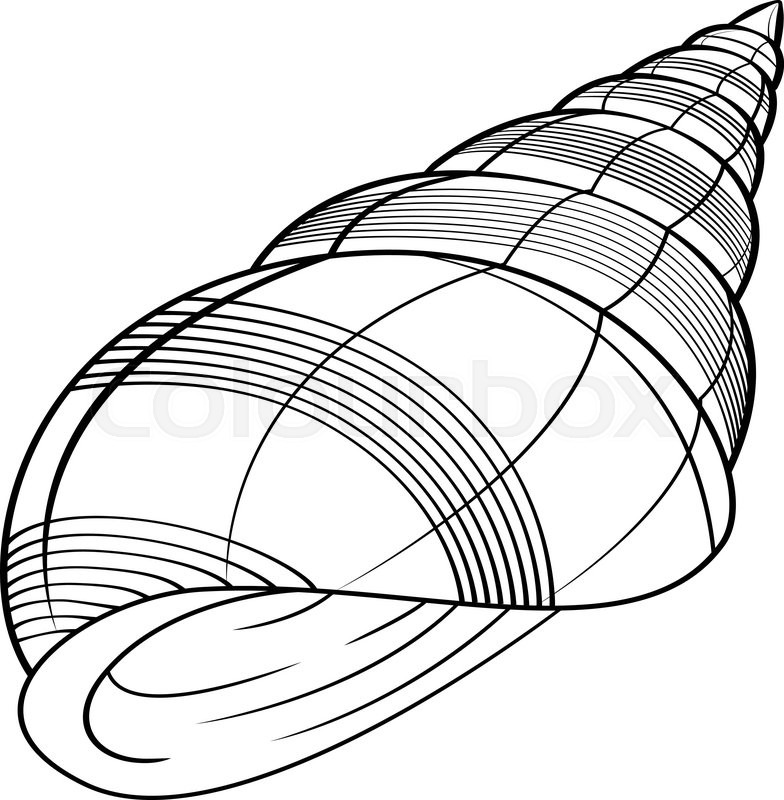 784x800 Sea Shells Vector Illustration Stock Vector Colourbox