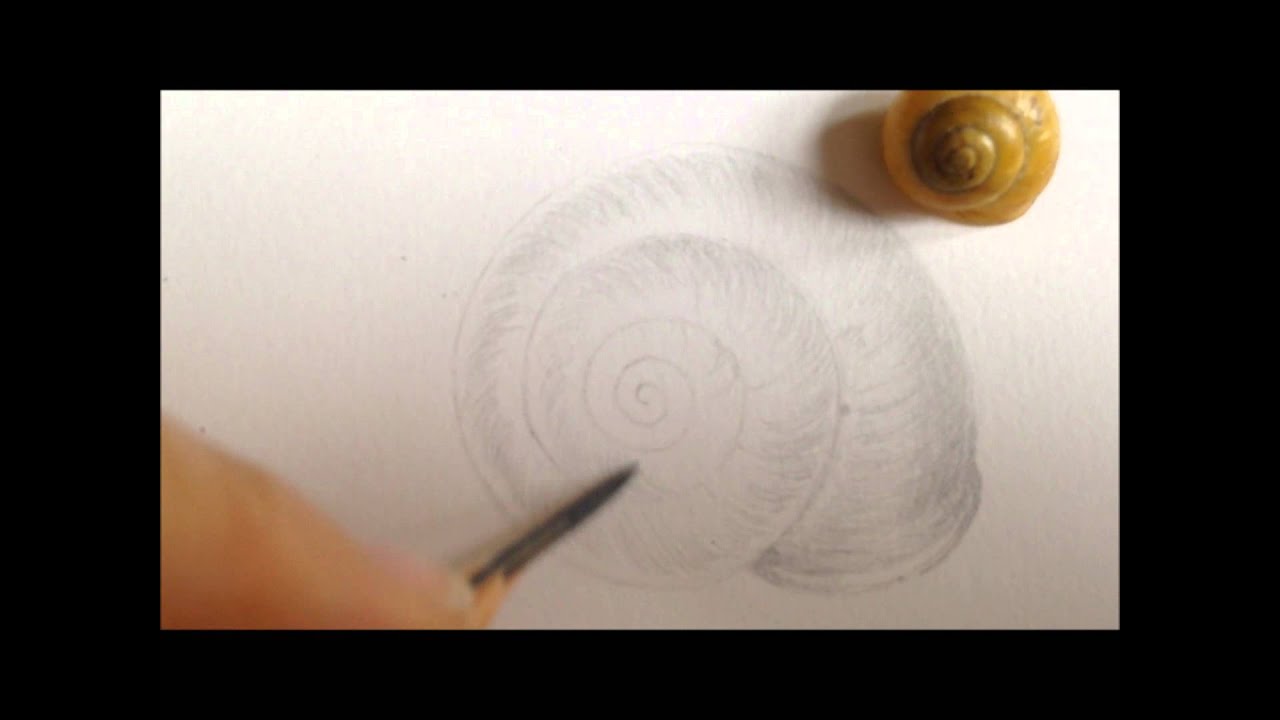 1280x720 Seashell Pencil Drawing How To Draw A Nautilus Shell Real Easy