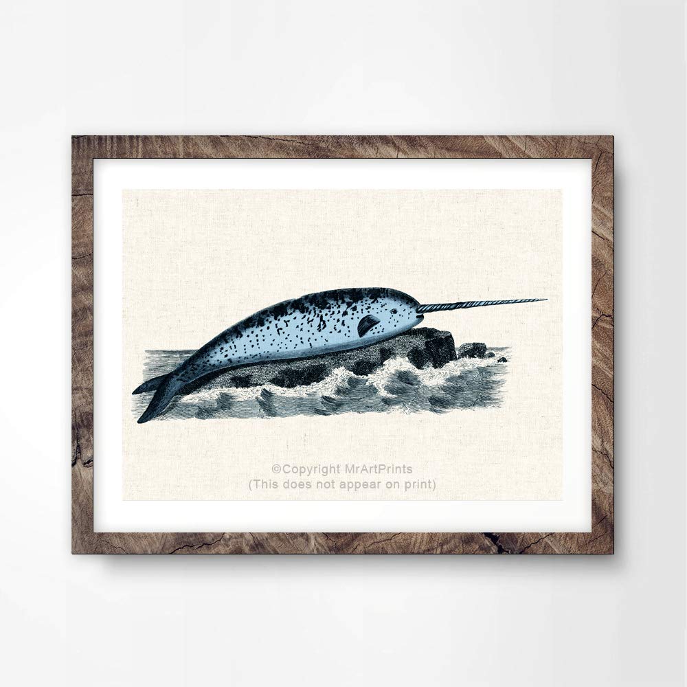 1000x1000 Narwhal Narwhale Sealife Fish Seaside Sea Creature