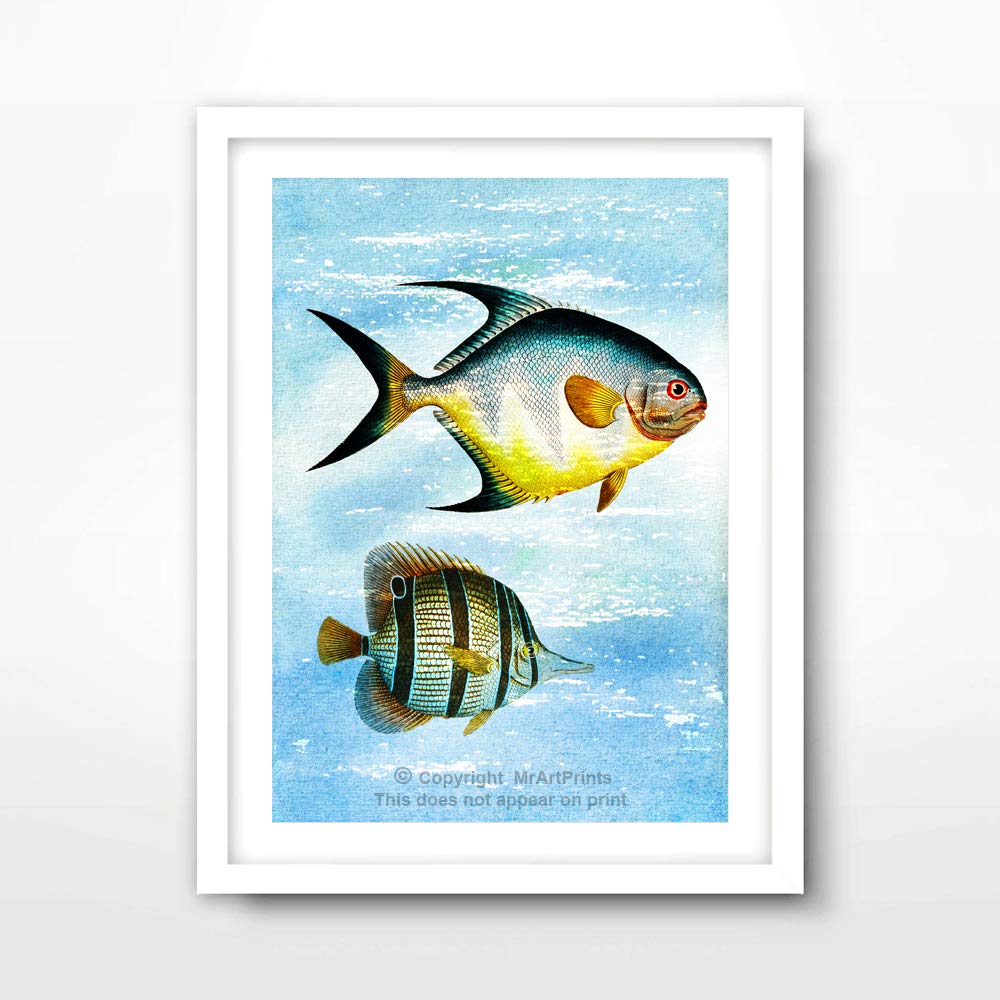 1000x1000 Tropical Fish Sealife Seaside Sea Creature