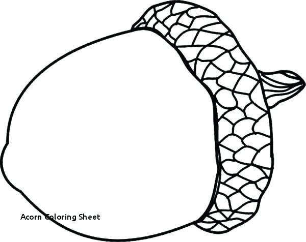 acorn drawing picture for kids