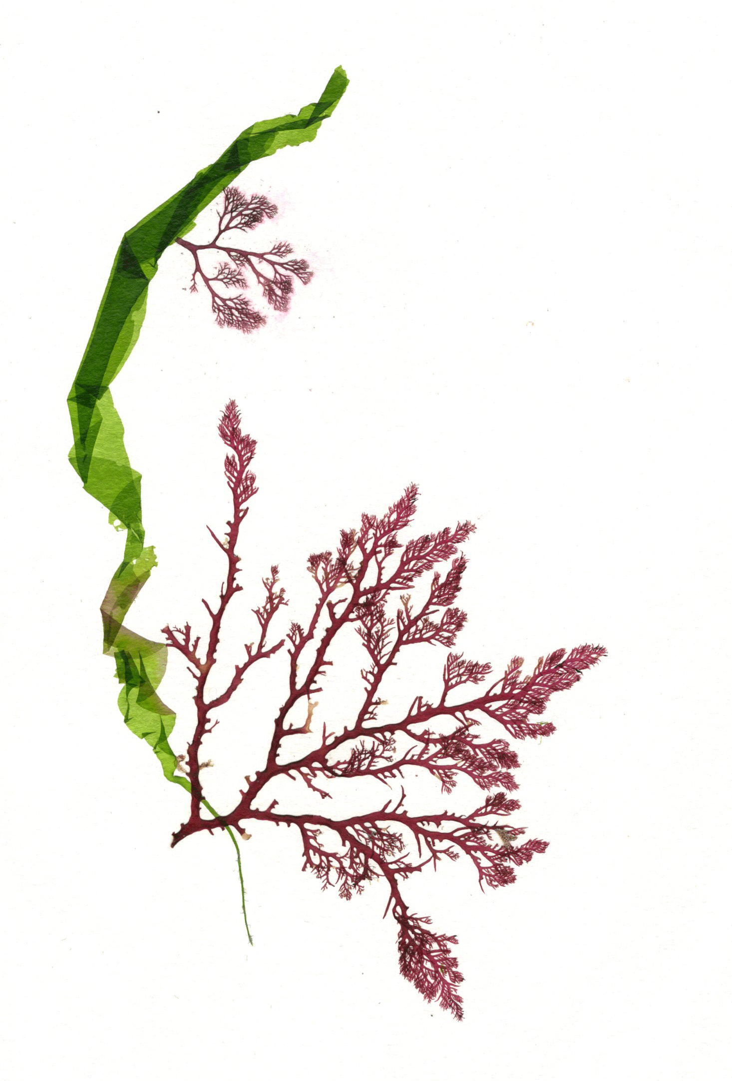 1466x2165 Drawing With Seaweedpressed And Dried Creating With Nature