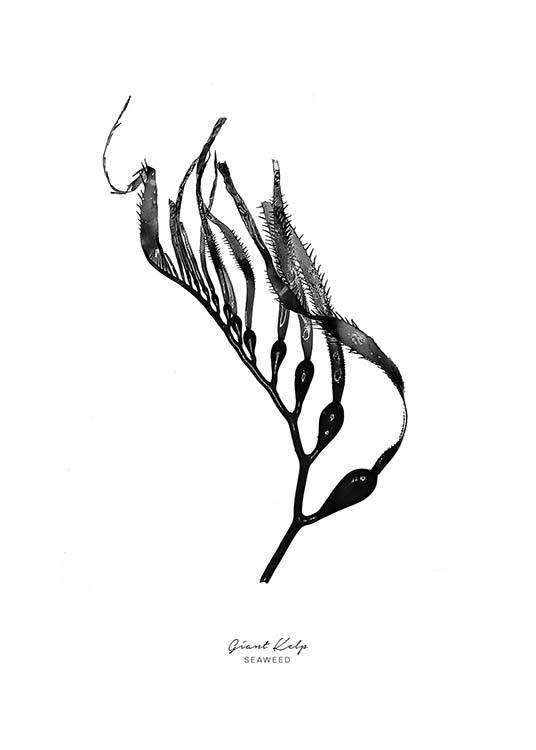 536x750 Drawn Seaweed Kelp